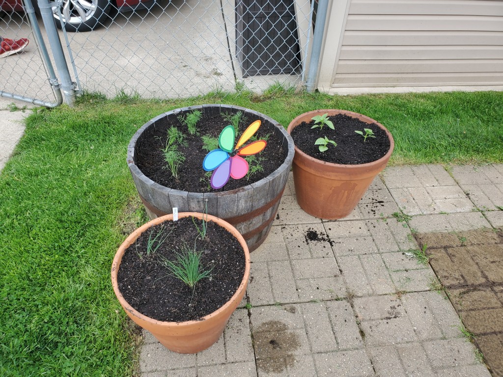 Herbs: Dill, basil, chives planted in different sized containers.