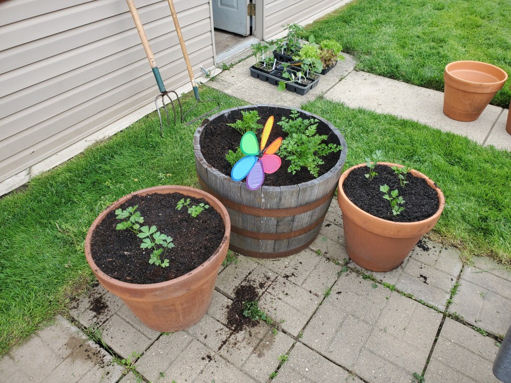 Parsley in three different sized containers.