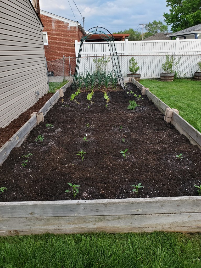 Plants in a raised bed garden.