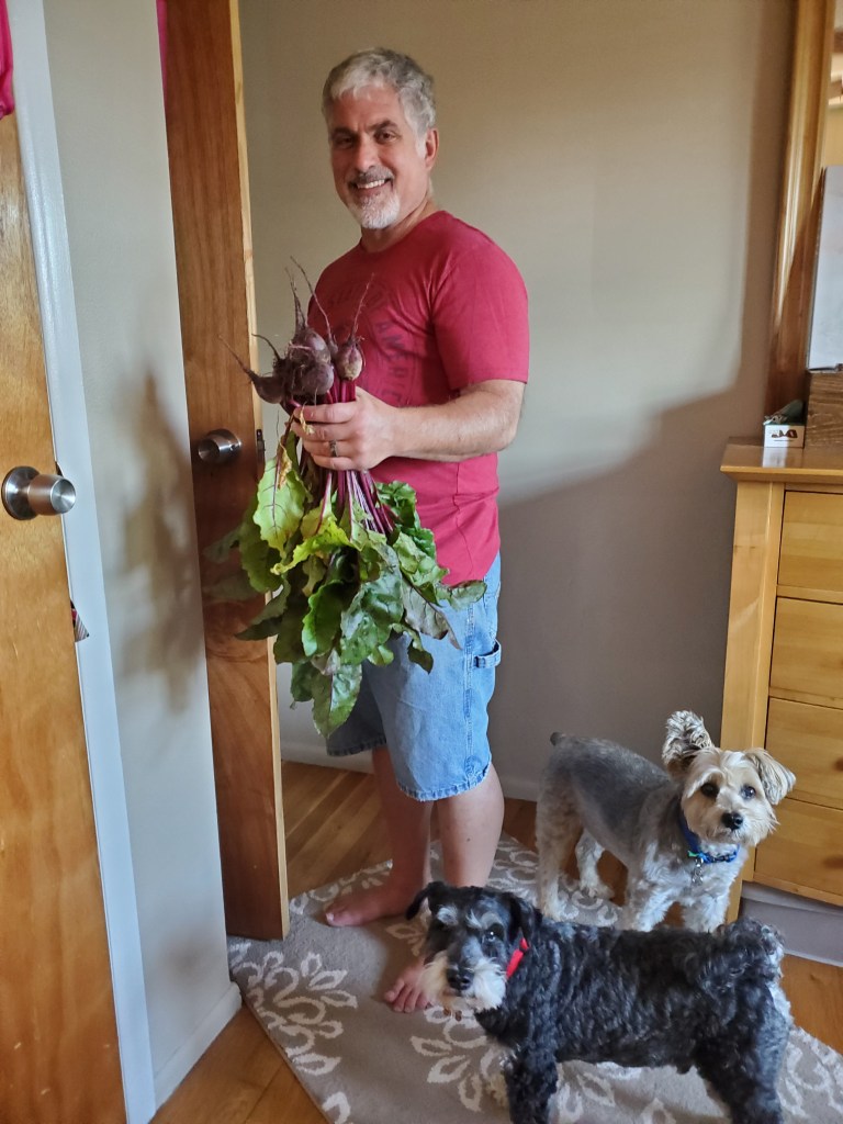 Joe and the pups picking beets from the garden